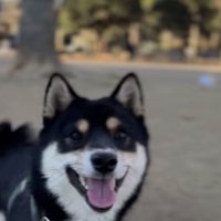 満面の笑みで真ん中に映る黒柴