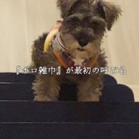 階段の上に立つ子犬