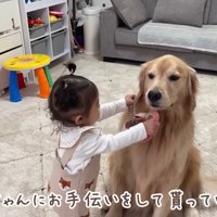首輪をつけたいほのちゃん