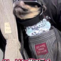 アウトドア派なだんくんでした