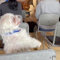 まるでお祓いみたい！？