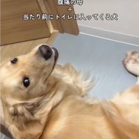 見上げる犬