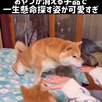 不思議そうな柴犬