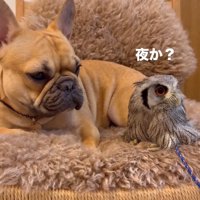 キョロキョロするはっさくくん