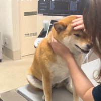 ママに撫でられるあーちゃん