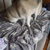 嘘でしょを連呼するおばあちゃん