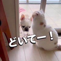 うどん君とあられちゃんの愉快なやり取り9