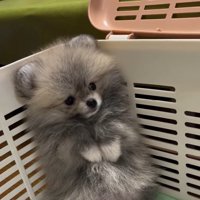 たぬきみたいなしらすちゃん