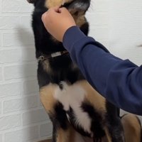 犬の口に棒状のものを入れようとする飼い主