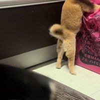 逃げ出そうとする豆柴の子犬