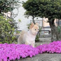 芝桜を前に、庭を眺める犬
