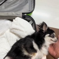 スーツケースに入っている小型犬