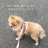 不安そうな顔で道路に立つ犬