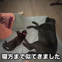 寝相がシンクロ！