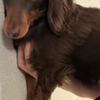 壁に押し付けられたエミリーちゃん