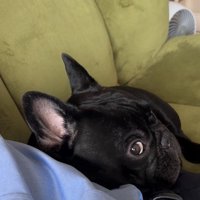 お留守番を察したジェットくん4