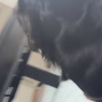ダックスフンドの後頭部
