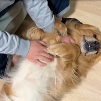 お腹を撫でてもらう犬