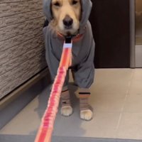 階段前で固まる犬