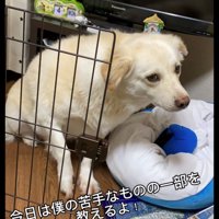 サークルの中から外を見つめる犬
