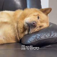 ぽぽ太くんの寝姿5