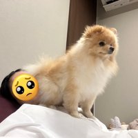 犬は信頼の証に