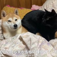 ももちゃんは困惑の表情