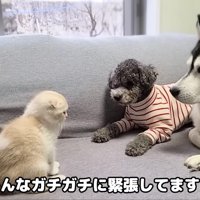 じゅんちゃんが仲間入り