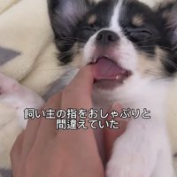 飼い主の指をくわえる犬