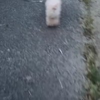 2匹の犬たちとお散歩中…