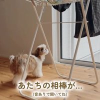 おもちゃを干した時のちゃぽちゃん