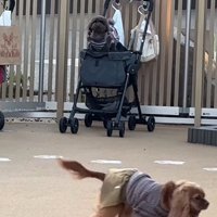 ドッグランでのジュプンちゃん7