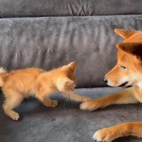 猫パンチするわさび君