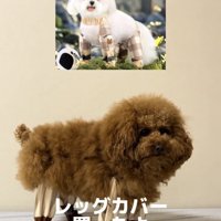 レッグカバーを履いた犬