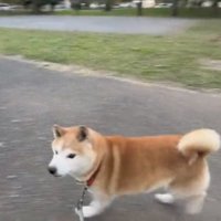 歩く犬