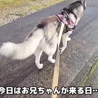 お散歩中のはっちゃんときゅうちゃん
