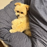 甘えん坊