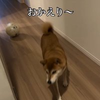 お姉ちゃん帰宅時のけいちゃん2