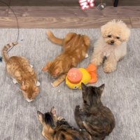 配給係をするくるみちゃん9