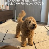 おへそを見たアルくんの反応2