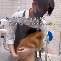抱っこされにいく犬