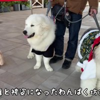 4頭飼いの日常に密着したら…