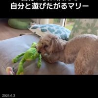 オモチャで遊ぶ小型犬