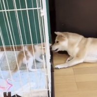 ケージ越しに鼻を寄せる犬と子猫