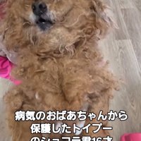 ボサボサの老犬