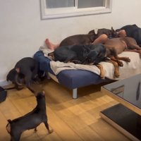 たくさんのわんこ2