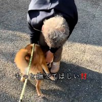 もっと撫でてほしい柴犬さん