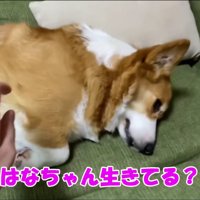 「生きてる…？」