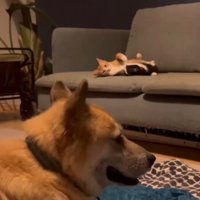 ソファの上でじゃれ合う猫たちと、近くでくつろぐ犬