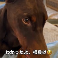 干し芋を食べるよもぎくん